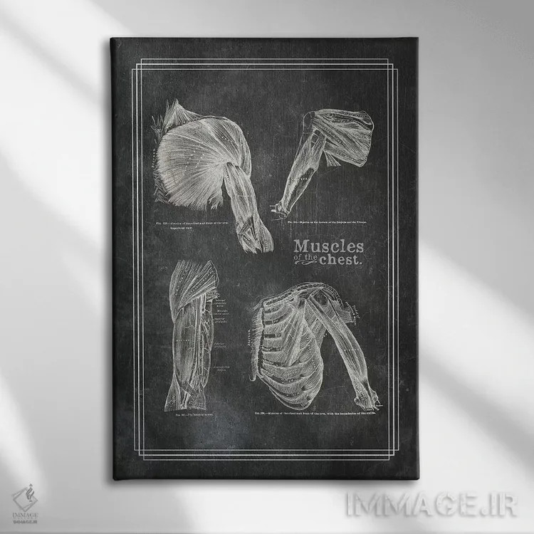 تابلو دکوراتیو عضلات شانه اثر چارت اسمارت دکور - نمای روبهرو روی دیوار