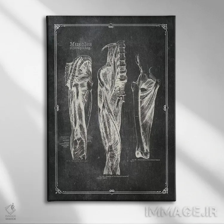 تابلو دکوراتیو عضلات ران اثر چارت اسمارت دکور - نمای روبهرو روی دیوار