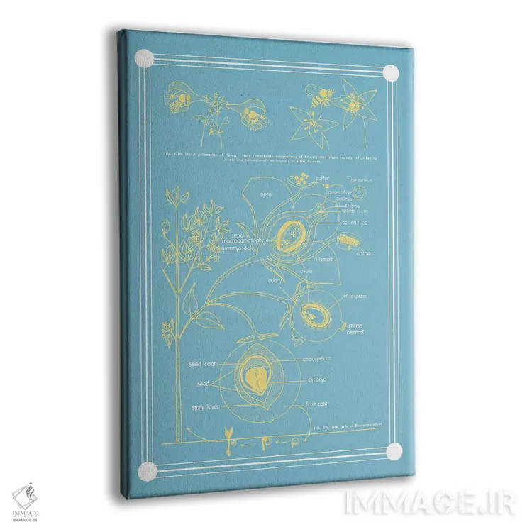تابلو دکوراتیو آناتومی گیاه گلدار اثر چارت اسمارت دکور - نمای پرسپکتیو محصول