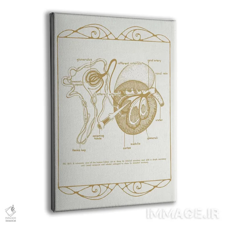 تابلو دکوراتیو آناتومی کلیه ها اثر چارت اسمارت دکور - نمای پرسپکتیو محصول