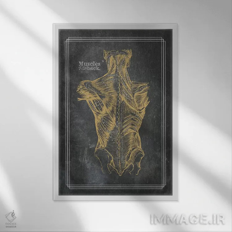 تابلو دکوراتیو عضلات کمر با برنز اثر چارت اسمارت دکور - نمای قابدار سفید