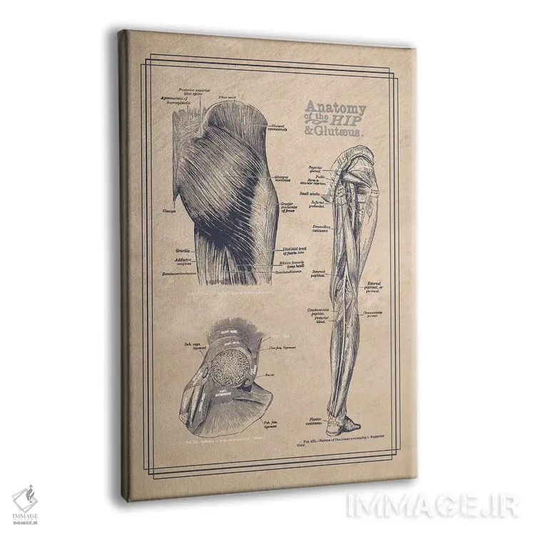 تابلو دکوراتیو آناتومی لگن و سرین اثر چارت اسمارت دکور - نمای پرسپکتیو محصول