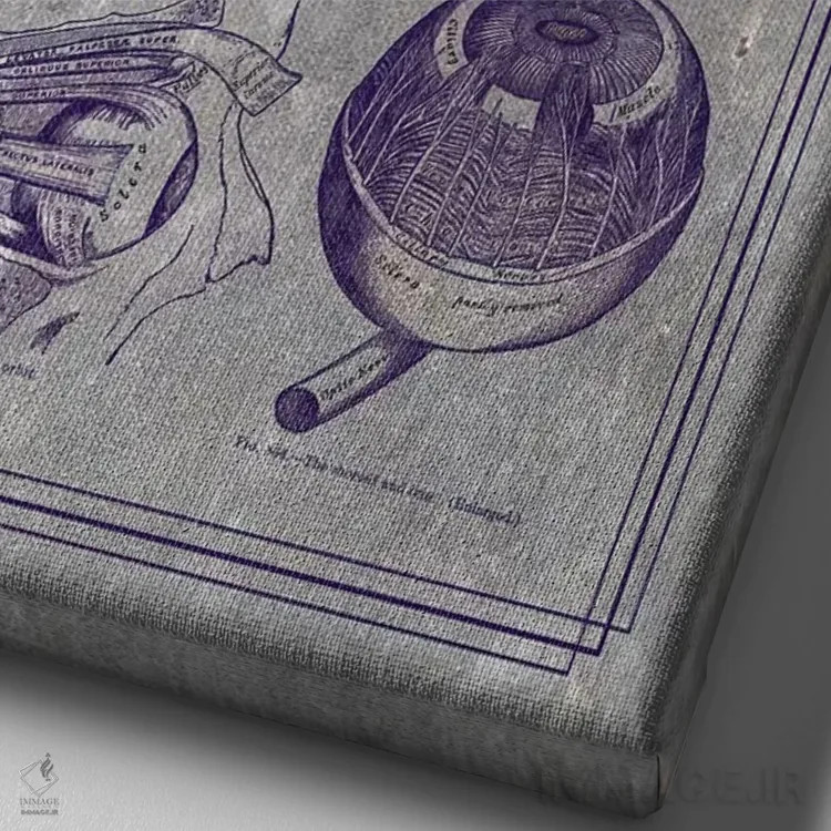 تابلو دکوراتیو آناتومی کره چشم و ساختارهای اربیتال اثر چارت اسمارت دکور - نمای نزدیک بافت بوم