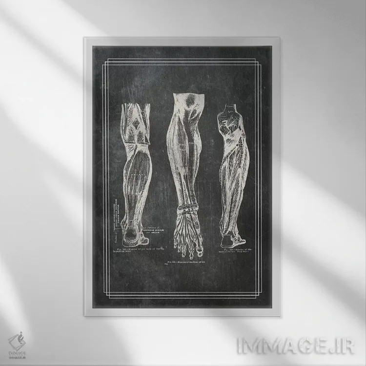 تابلو دکوراتیو عضلات ساق پا اثر چارت اسمارت دکور - نمای قابدار سفید