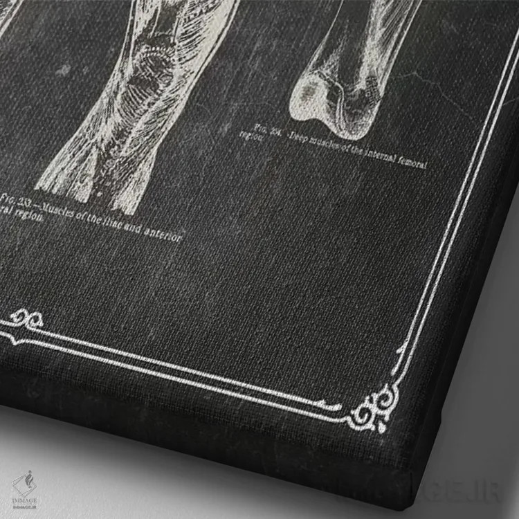 تابلو دکوراتیو عضلات ران اثر چارت اسمارت دکور - نمای نزدیک بافت بوم
