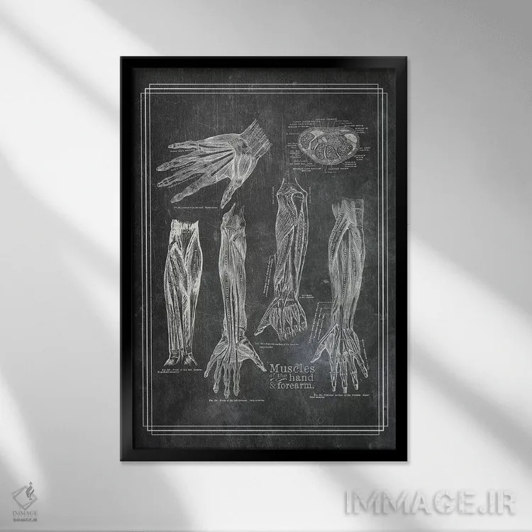 تابلو دکوراتیو عضلات ساعد و دست اثر چارت اسمارت دکور - نمای قابدار مشکی