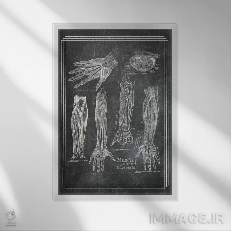 تابلو دکوراتیو عضلات ساعد و دست اثر چارت اسمارت دکور - نمای قابدار سفید