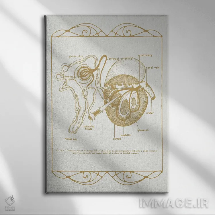 تابلو دکوراتیو آناتومی کلیه ها اثر چارت اسمارت دکور - نمای روبهرو روی دیوار
