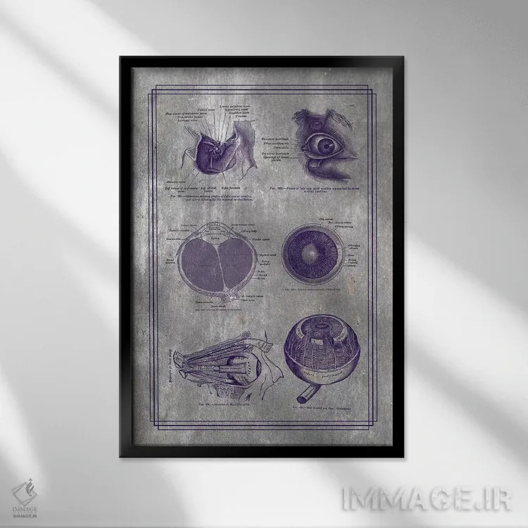 تابلو دکوراتیو آناتومی کره چشم و ساختارهای اربیتال اثر چارت اسمارت دکور - نمای قابدار مشکی