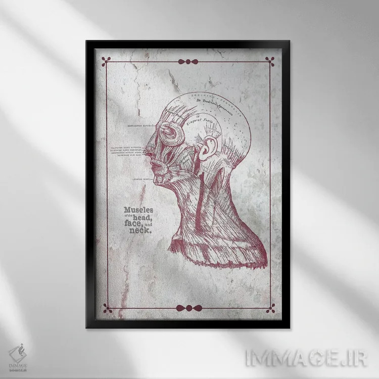 تابلو دکوراتیو عضلات سر، صورت و گردن اثر چارت اسمارت دکور - نمای قابدار مشکی