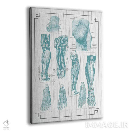 تابلو دکوراتیو آناتومی باسن، پا و کف پا اثر چارت اسمارت دکور - نمای پرسپکتیو محصول