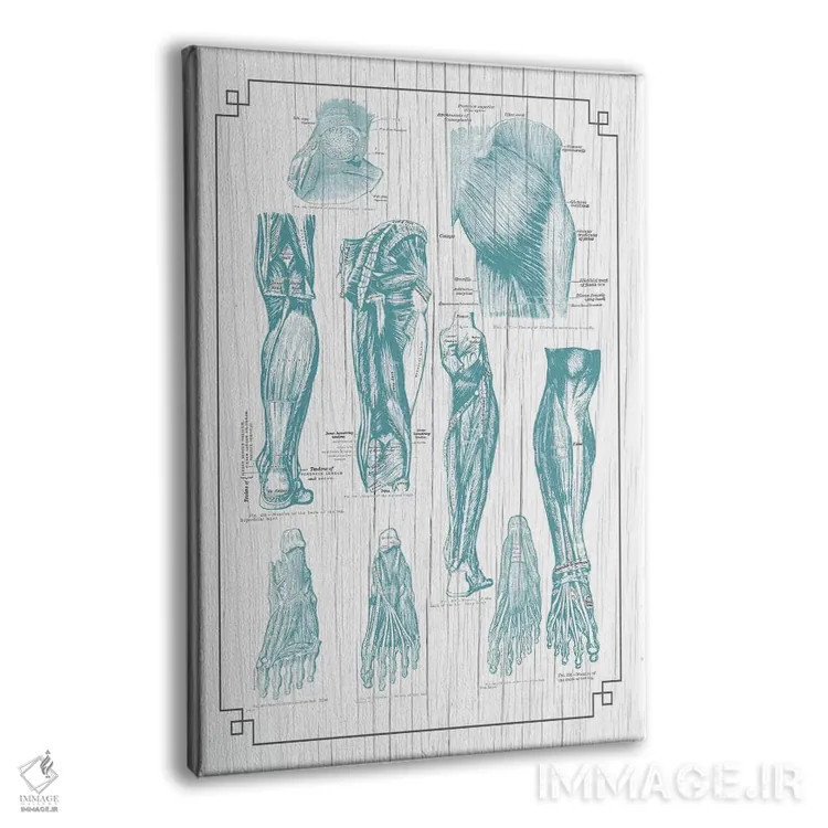 تابلو دکوراتیو آناتومی باسن، پا و کف پا اثر چارت اسمارت دکور - نمای پرسپکتیو محصول