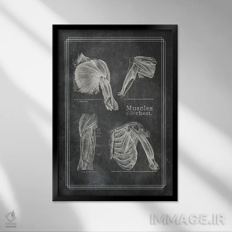 تابلو دکوراتیو عضلات شانه اثر چارت اسمارت دکور - نمای قابدار مشکی