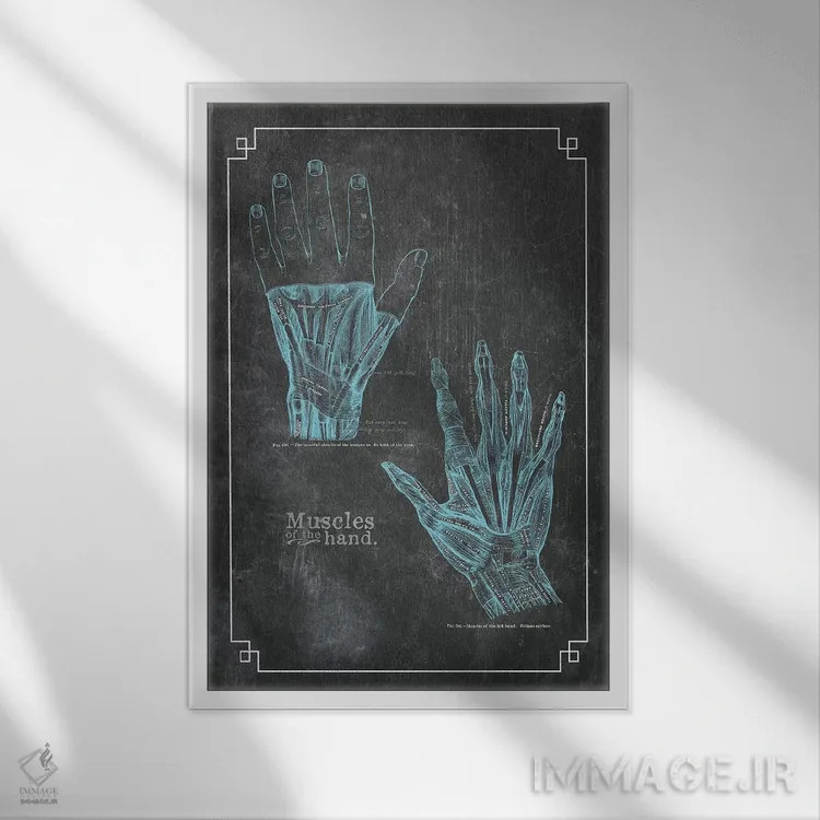 تابلو دکوراتیو عضلات دست اثر چارت اسمارت دکور - نمای قابدار سفید