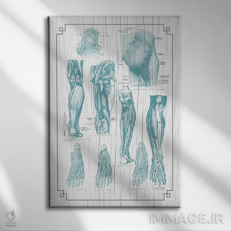 تابلو دکوراتیو آناتومی باسن، پا و کف پا اثر چارت اسمارت دکور - نمای روبهرو روی دیوار
