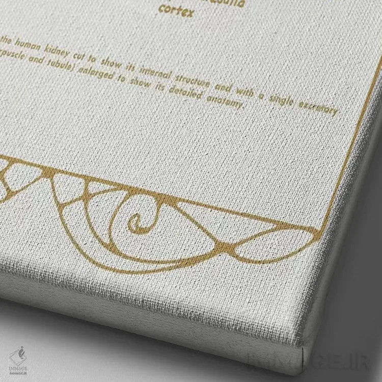تابلو دکوراتیو آناتومی کلیه ها اثر چارت اسمارت دکور - نمای نزدیک بافت بوم