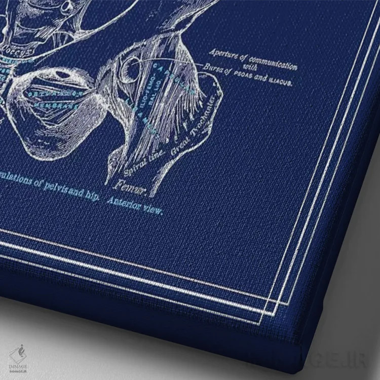 تابلو دکوراتیو آناتومی مفصل ران اثر چارت اسمارت دکور - نمای نزدیک بافت بوم