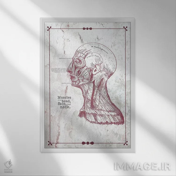 تابلو دکوراتیو عضلات سر، صورت و گردن اثر چارت اسمارت دکور - نمای قابدار سفید