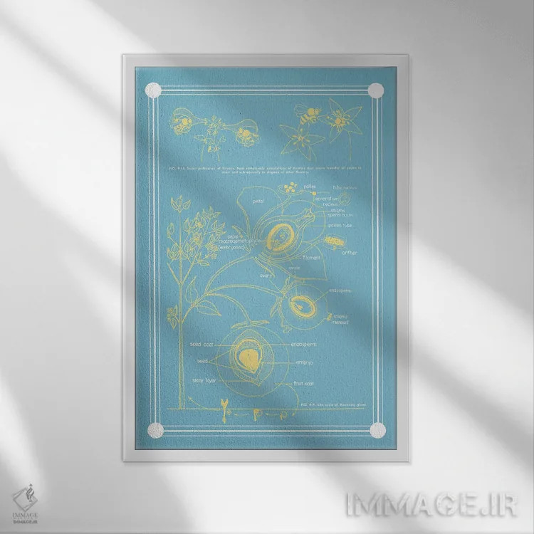 تابلو دکوراتیو آناتومی گیاه گلدار اثر چارت اسمارت دکور - نمای قابدار سفید