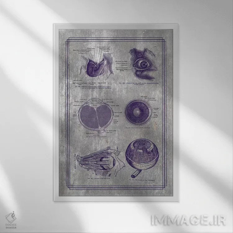 تابلو دکوراتیو آناتومی کره چشم و ساختارهای اربیتال اثر چارت اسمارت دکور - نمای قابدار سفید