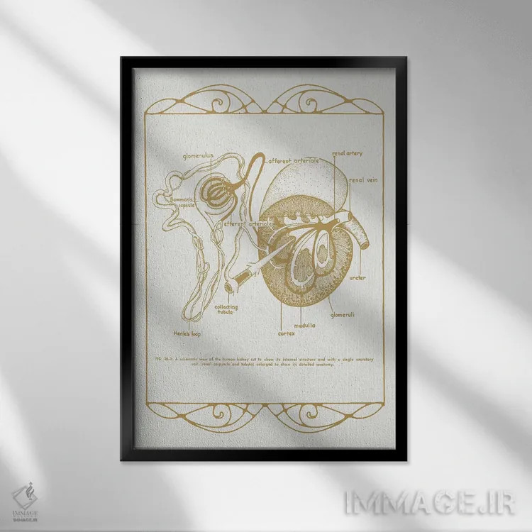 تابلو دکوراتیو آناتومی کلیه ها اثر چارت اسمارت دکور - نمای قابدار مشکی