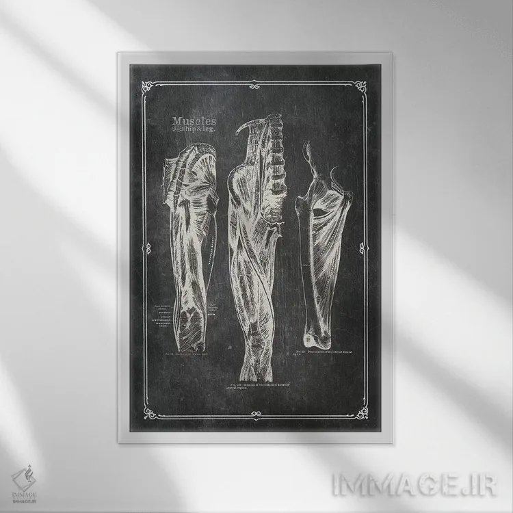 تابلو دکوراتیو عضلات ران اثر چارت اسمارت دکور - نمای قابدار سفید