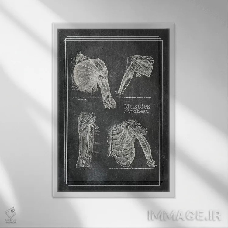 تابلو دکوراتیو عضلات شانه اثر چارت اسمارت دکور - نمای قابدار سفید