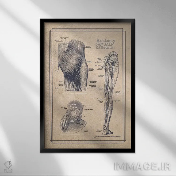 تابلو دکوراتیو آناتومی لگن و سرین اثر چارت اسمارت دکور - نمای قابدار مشکی