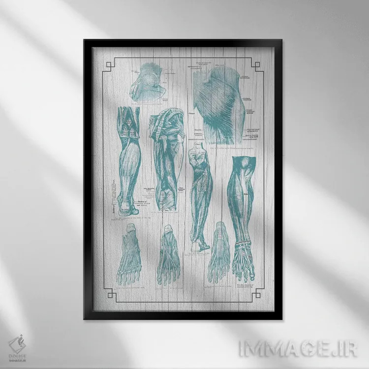 تابلو دکوراتیو آناتومی باسن، پا و کف پا اثر چارت اسمارت دکور - نمای قابدار مشکی