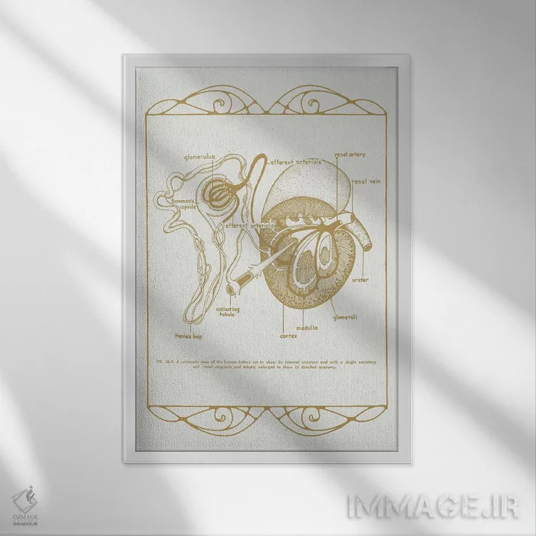 تابلو دکوراتیو آناتومی کلیه ها اثر چارت اسمارت دکور - نمای قابدار سفید