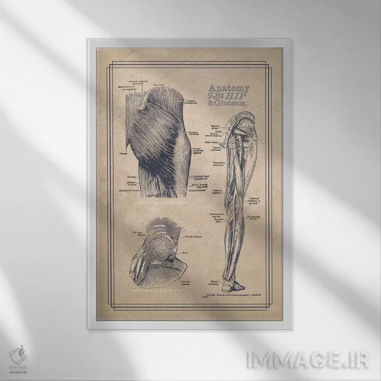 تابلو دکوراتیو آناتومی لگن و سرین اثر چارت اسمارت دکور - نمای قابدار سفید