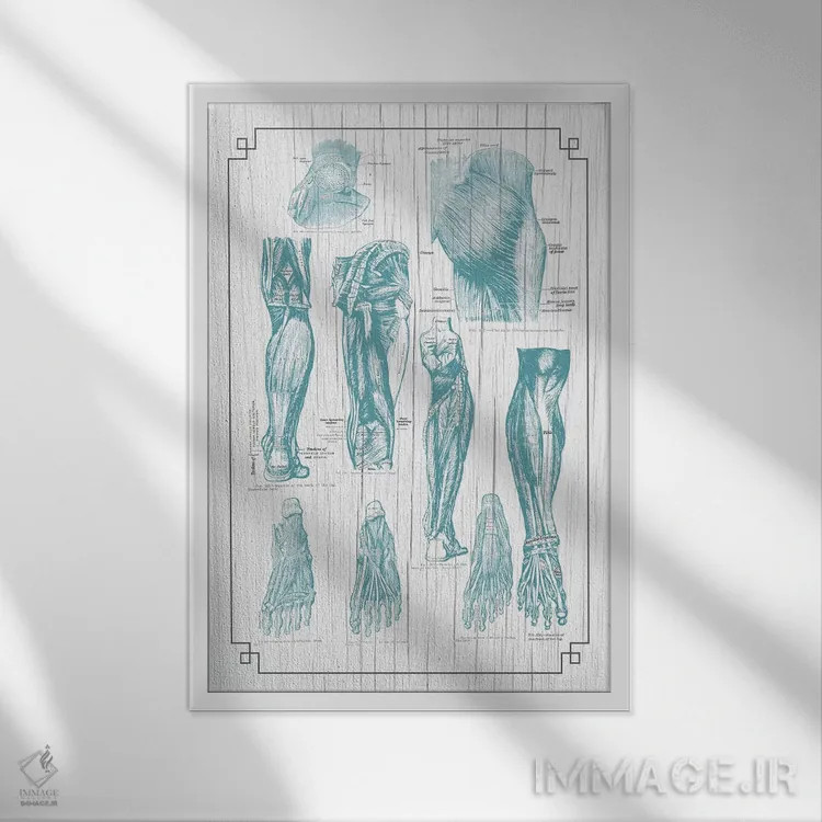 تابلو دکوراتیو آناتومی باسن، پا و کف پا اثر چارت اسمارت دکور - نمای قابدار سفید