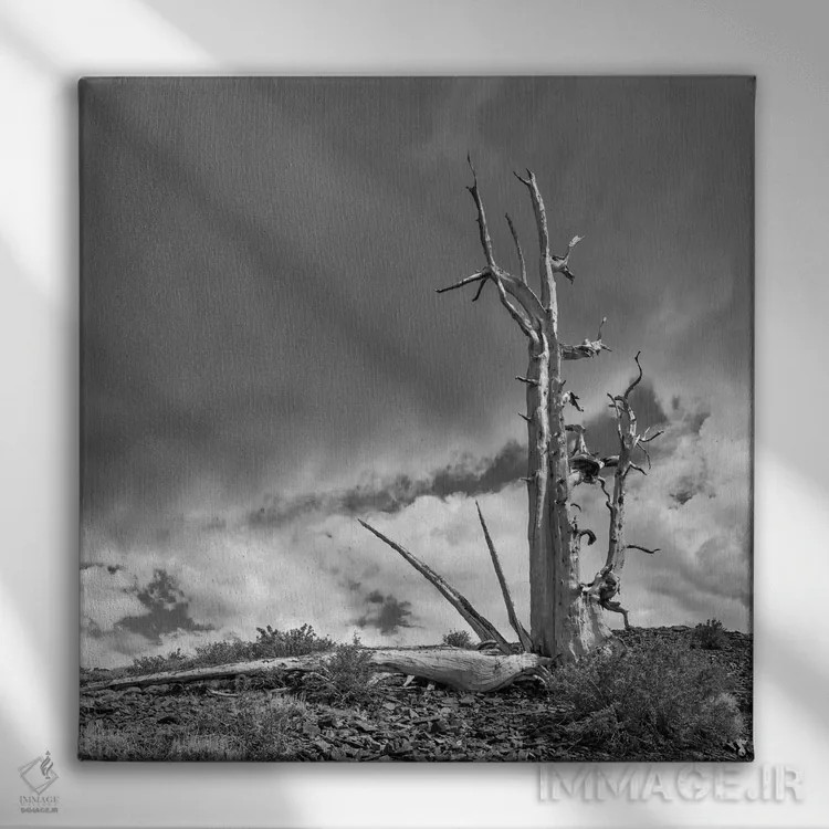 تابلو دکوراتیو Eastern Sierra, White Mountains, Bristlecone Pines,آمریکا، سیر… اثر جان فورد - نمای روبهرو روی دیوار