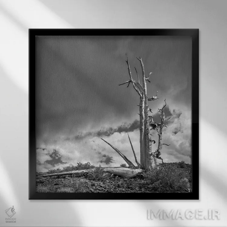 تابلو دکوراتیو Eastern Sierra, White Mountains, Bristlecone Pines,آمریکا، سیر… اثر جان فورد - نمای قابدار مشکی