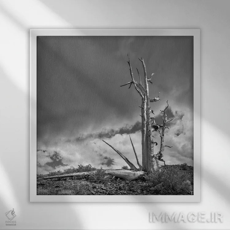 تابلو دکوراتیو Eastern Sierra, White Mountains, Bristlecone Pines,آمریکا، سیر… اثر جان فورد - نمای قابدار سفید