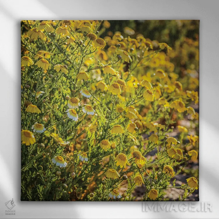 تابلو دکوراتیو گل های وحشی کالیفرنیا اثر جوزف اس. جیاکالونه - نمای روبهرو روی دیوار