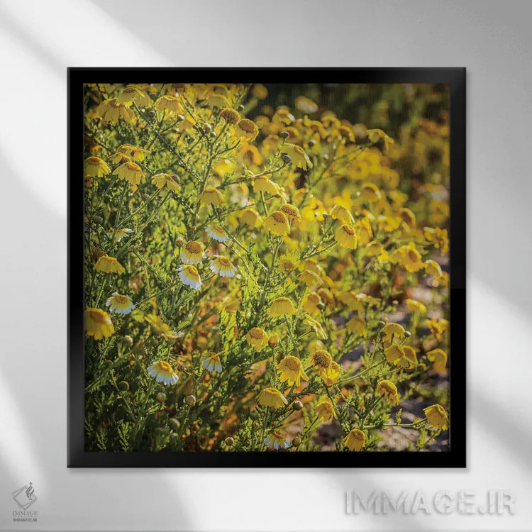 تابلو دکوراتیو گل های وحشی کالیفرنیا اثر جوزف اس. جیاکالونه - نمای قابدار مشکی