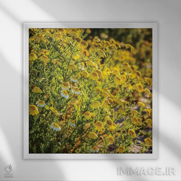 تابلو دکوراتیو گل های وحشی کالیفرنیا اثر جوزف اس. جیاکالونه - نمای قابدار سفید