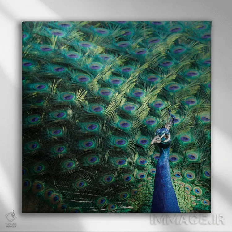 تابلو دکوراتیو Portugal Castelo Sao Jorge Peacocks Reside On The Castl… اثر ژولین مک رابرتس - نمای روبهرو روی دیوار