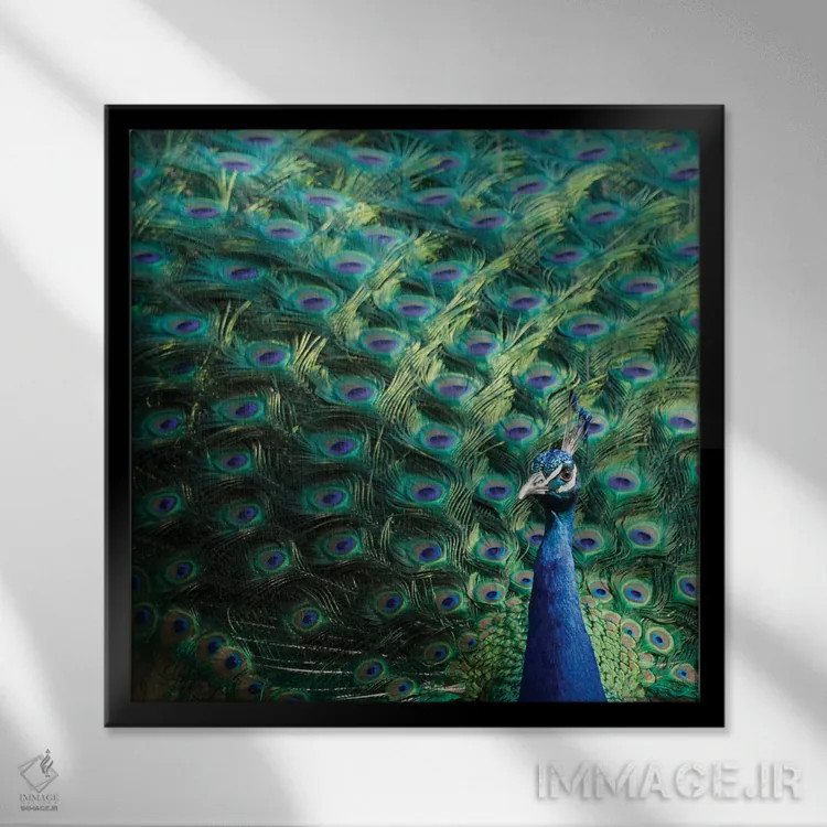 تابلو دکوراتیو Portugal Castelo Sao Jorge Peacocks Reside On The Castl… اثر ژولین مک رابرتس - نمای قابدار مشکی