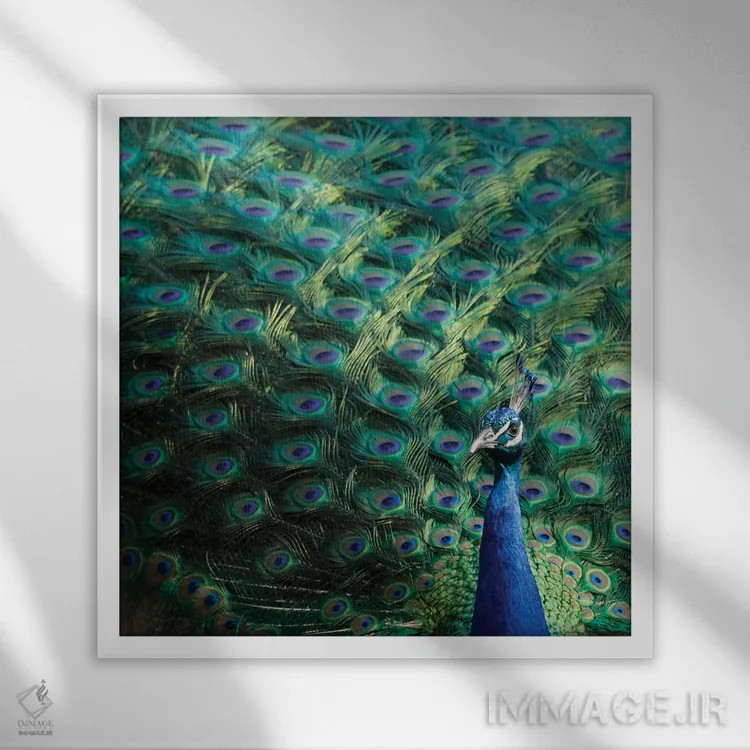 تابلو دکوراتیو Portugal Castelo Sao Jorge Peacocks Reside On The Castl… اثر ژولین مک رابرتس - نمای قابدار سفید