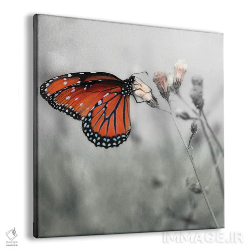 تابلو دکوراتیو پروانه مونارک اثر جنت مویر - نمای پرسپکتیو محصول