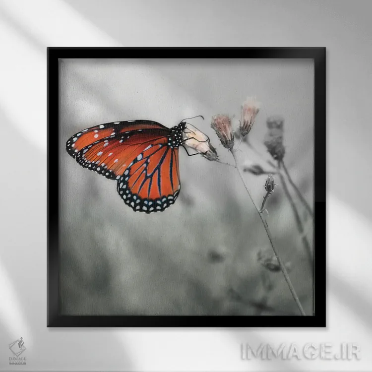 تابلو دکوراتیو پروانه مونارک اثر جنت مویر - نمای قابدار مشکی