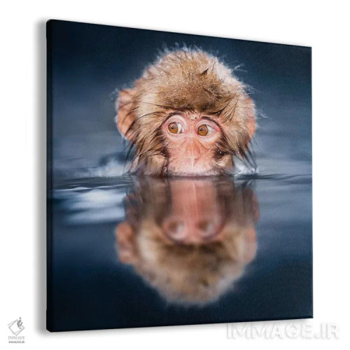 تابلو دکوراتیو می مون ماکاک ژاپنی جوان در حال حمام گرفتن در چشمه آب گرم اثر یان بکه - نمای پرسپکتیو محصول