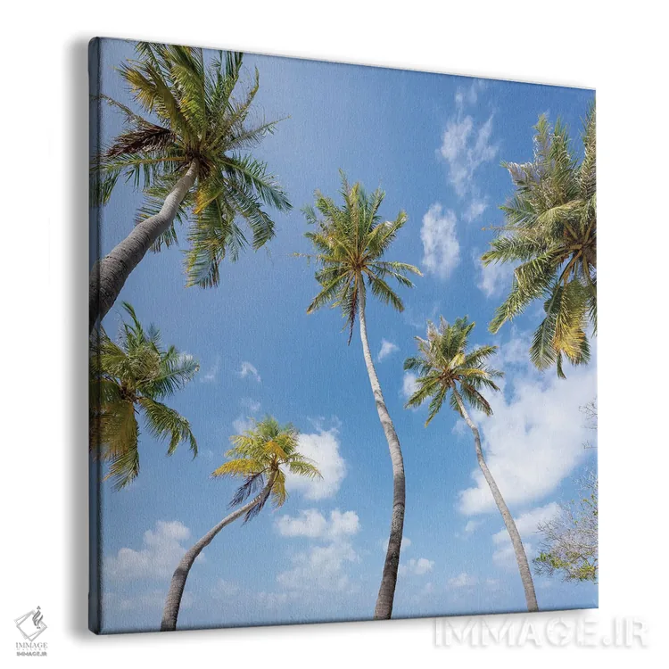 تابلو دکوراتیو Maldives,درختان نخل، مالدیو اثر یان بکه - نمای پرسپکتیو محصول