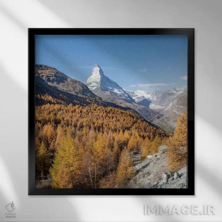 تابلو دکوراتیو Swiss Alps, Zermatt, Switzerland,درختان سرخدار طلایی با کوه مات… اثر یان بکه - نمای قابدار مشکی