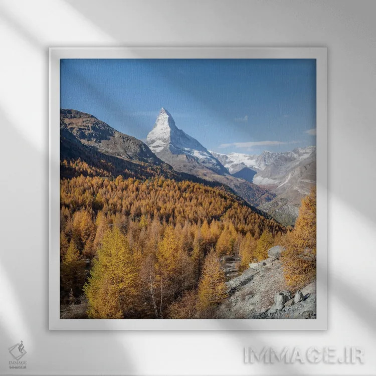 تابلو دکوراتیو Swiss Alps, Zermatt, Switzerland,درختان سرخدار طلایی با کوه مات… اثر یان بکه - نمای قابدار سفید