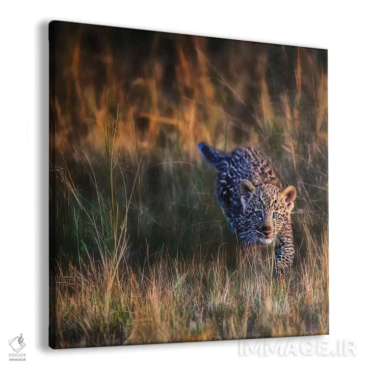 تابلو دکوراتیو Maasai Mara National Reserve, Kenya,بچه پلنگ، ذخیره گاه… اثر جو رستوشیا سوم - نمای پرسپکتیو محصول