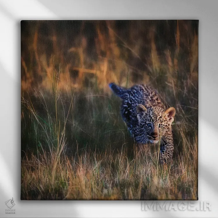 تابلو دکوراتیو Maasai Mara National Reserve, Kenya,بچه پلنگ، ذخیره گاه… اثر جو رستوشیا سوم - نمای روبهرو روی دیوار