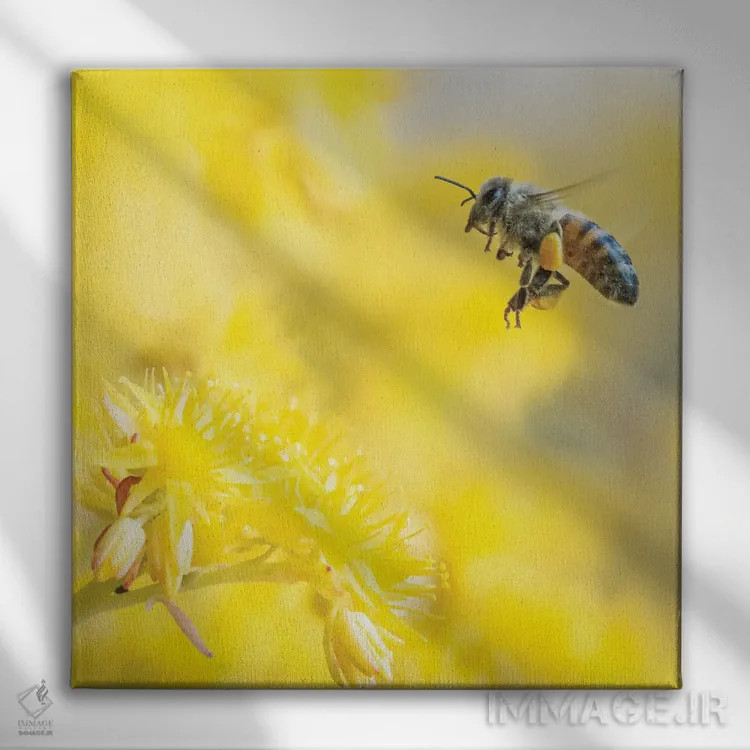 تابلو دکوراتیو زنبورعسل در پرواز میان گل های زرد اثر جفرسون کاستلاری - نمای روبهرو روی دیوار
